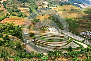 Terraced rice fields