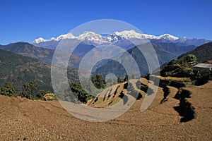 Terraced rice fields in the Annapurna Conservation Area and snow capped Manaslu Range