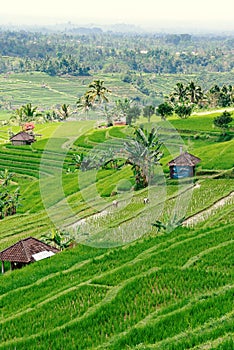 Terraced Rice Fields in Bali