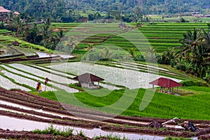 Terraced Rice Fields in Bali Indonesia