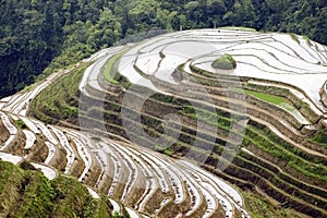 Terraced rice fields in Guilin, Longshan