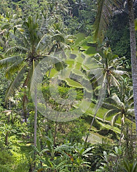 Terraced Rice Fields at Gunung Kawi Temple Bali