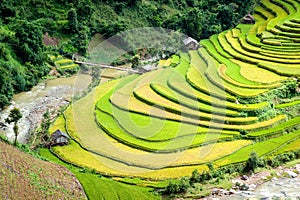 Terraced rice fields in the harvest season in Mu Cang Chai district, Yen Bai province, Vietnam.