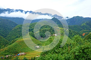 Terraced rice fields in harvest season, Muong Hoa Valley, Sappa, Northern Vietnam