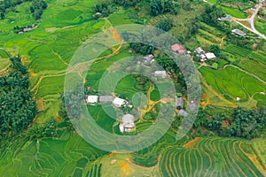 Terraced rice fields in harvest season, Muong Hoa Valley, Sappa, Northern Vietnam.