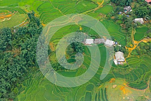 Terraced rice fields in harvest season, Muong Hoa Valley, Sappa, Northern Vietnam.