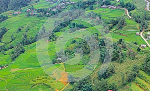 Terraced rice fields in harvest season, Muong Hoa Valley, Sappa, Northern Vietnam.