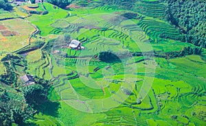 Terraced rice fields in harvest season, Muong Hoa Valley, Sappa, Northern Vietnam.