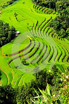 Terraced rice fields landscape at Hoang Su Phi, Ha Giang