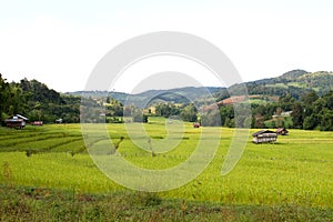 The terraced rice fields in rural.