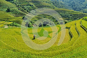 Terraced rice fields and traditional houses of the H`Mong ethnic people