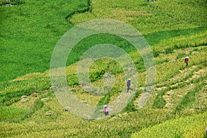 Terraced rice fields and traditional houses of the H`Mong ethnic people