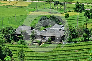 Terraced rice fields and traditional houses of the H`Mong ethnic people