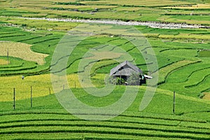 Terraced rice fields and traditional houses of the H`Mong ethnic people