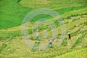 Terraced rice fields and traditional houses of the H`Mong ethnic people
