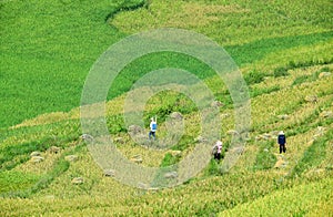 Terraced rice fields and traditional houses of the H`Mong ethnic people