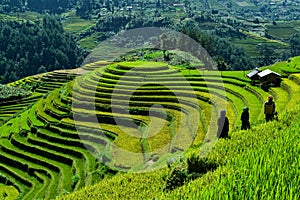 Terraced rice fields and traditional houses of the H`Mong ethnic people