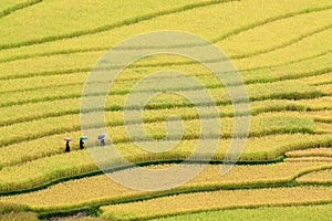 Terraced rice fields in Vietnam