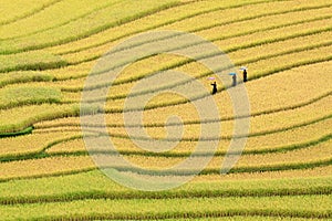 Terraced rice fields in Vietnam