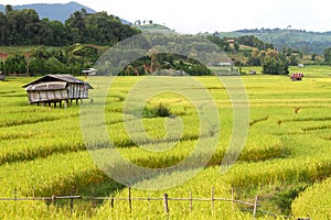 The terraced rice fields wating for harvest