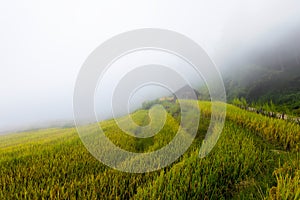 Terraced rice fields in Y Ty, Lao Cai province, Vietnam