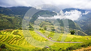 Terraced rice fields in Y Ty, Lao Cai Province, Vietnam