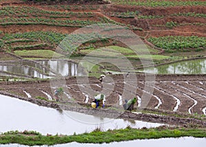 Terraced rice fields in Yuanyang county, Yunnan, China