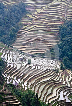 Terraced rice fields in Yuanyang, Yunnan, China