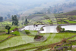 Terraced rice fields in Yuanyang, Yunnan, China