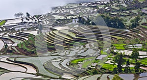Terraced rice fields in Yuanyang, Yunnan, China
