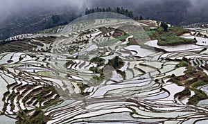 Terraced rice fields in Yuanyang, Yunnan, China