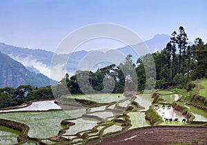 Terraced rice fields in Yuanyang, Yunnan Province, China