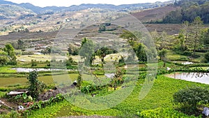 Terraced rice fields in Yunnan, China