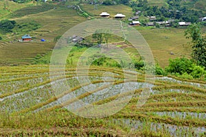 Terraced rice paddies in the mountain region of Sa Pa, Vietnam photo