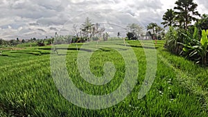 Terraced Rice Paddy Fields in Canggu in Bali, Indonesia.