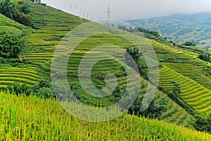 Terraced rice paddy in hilly Sapa district, north-west Vietnam