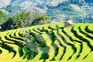 Terraced rice paddy in Mu Cang Chai, Yen Bai province, Vietnam