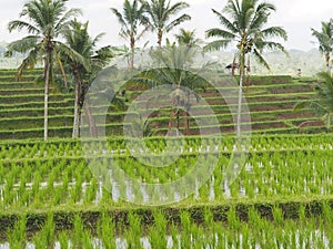 Terraced rice plantation, palm trees and small hut in Bali, Indonesia