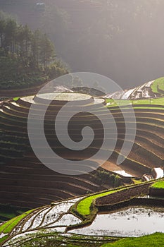 Terraced ricefield at Vietnam water season