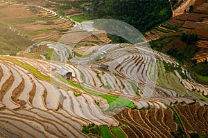 Terraced ricefield in water season in La Pan Tan, Vietnam