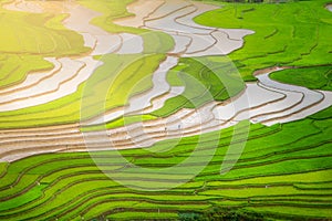 Terraced ricefield in water season at Mu Cang Chai , Vietnam