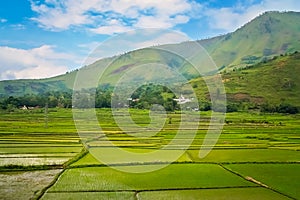 Ricefields of Sumatra photo