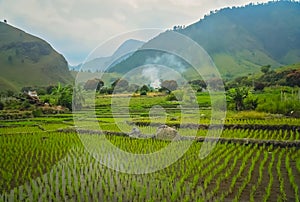 Ricefields of Sumatra