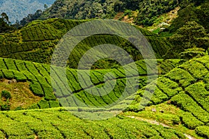 Terraced tea fields of Cameron Highlands in Malaysia