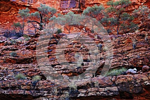 Terraced vegetation of Australian Kings Canyon photo