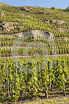 Terraced Vineyard of Ampuis