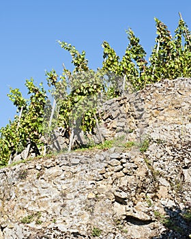 Terraced Vineyard of Ampuis