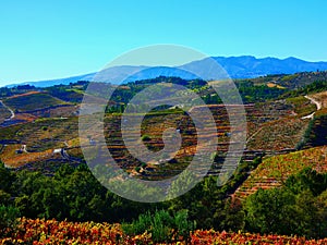 Terraced vineyards form the hillsides of Portugal`s Douro River valley