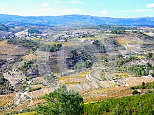 Terraced vineyards form the hillsides of Portugal`s Douro River valley