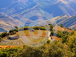 Terraced vineyards form the hillsides of Portugal`s Douro River valley